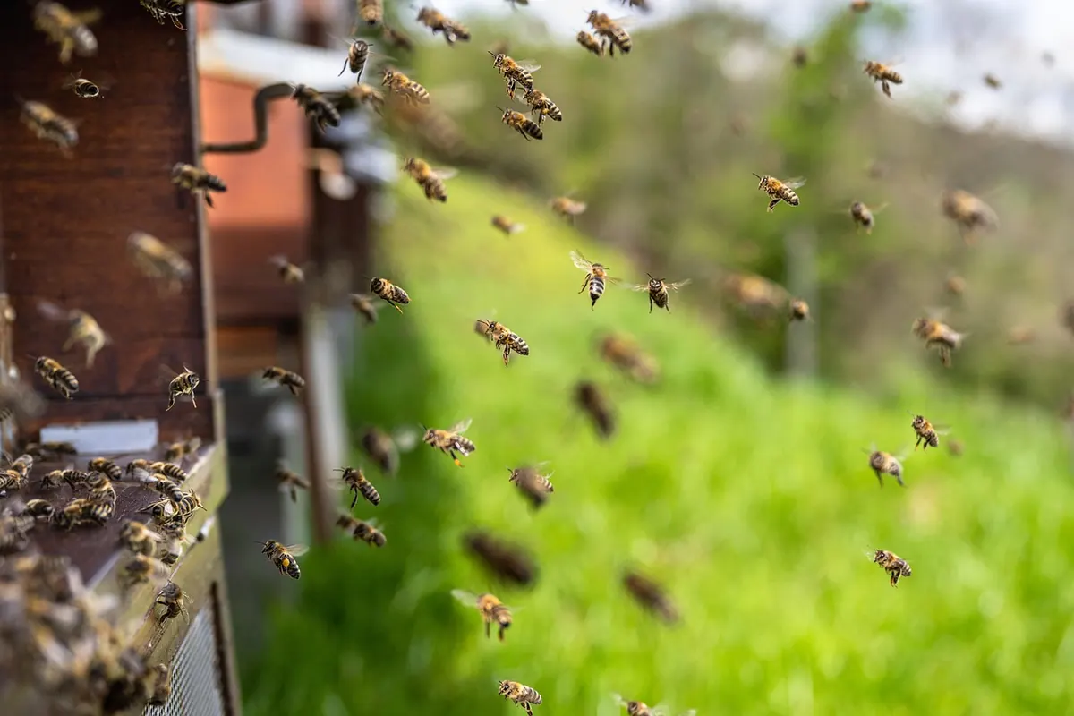 10 Common Beginner Beekeeping Mistakes (and How to Avoid Them)