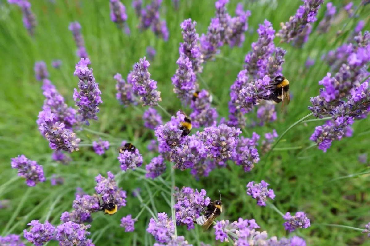 How to Create a Bee-Friendly Garden All Year Round