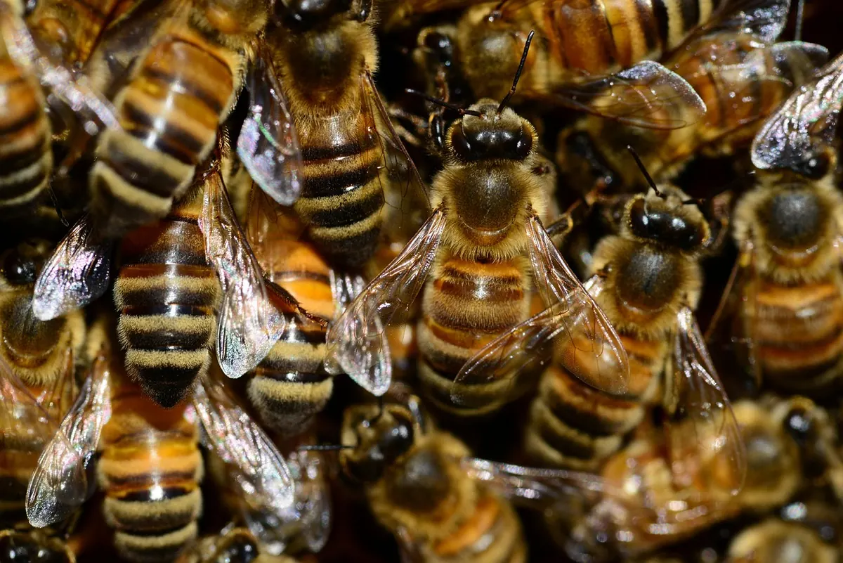 How to Spot and Manage Varroa Mite Infestations